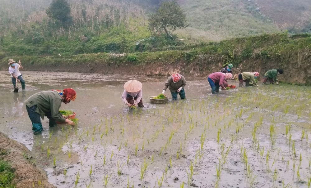 Hội viên phụ nữ thôn Làng Ẻn, xã Trì Quang giúp gia đình đang phải cách ly y tế cấy lúa.