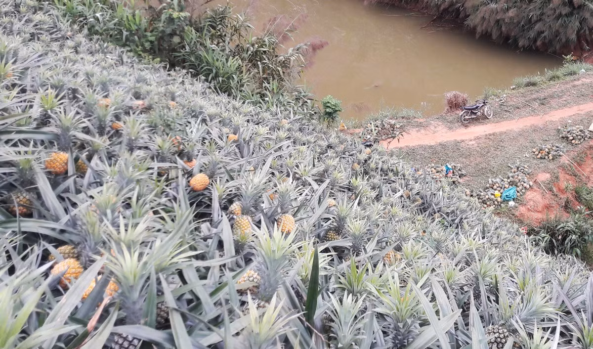 Hiện nhiều diện tích dứa đã đến thời kỳ thu hoạch nhưng không có thương lái đến thu mua.