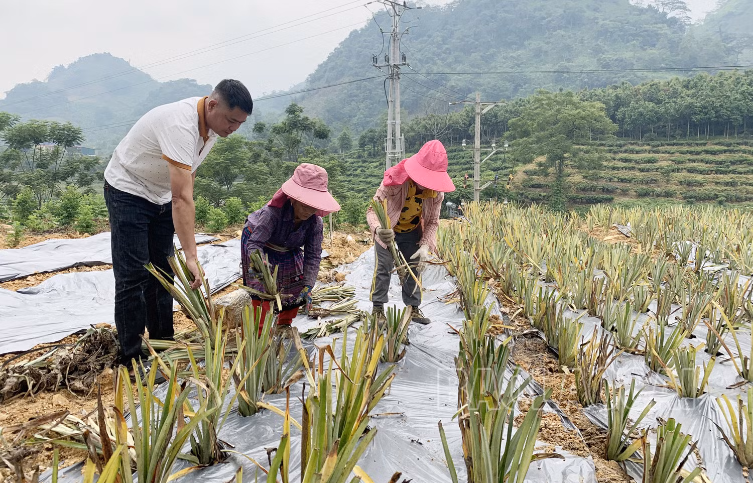 Mường Khương mở rộng diện tích trồng dứa trái vụ ảnh 1
