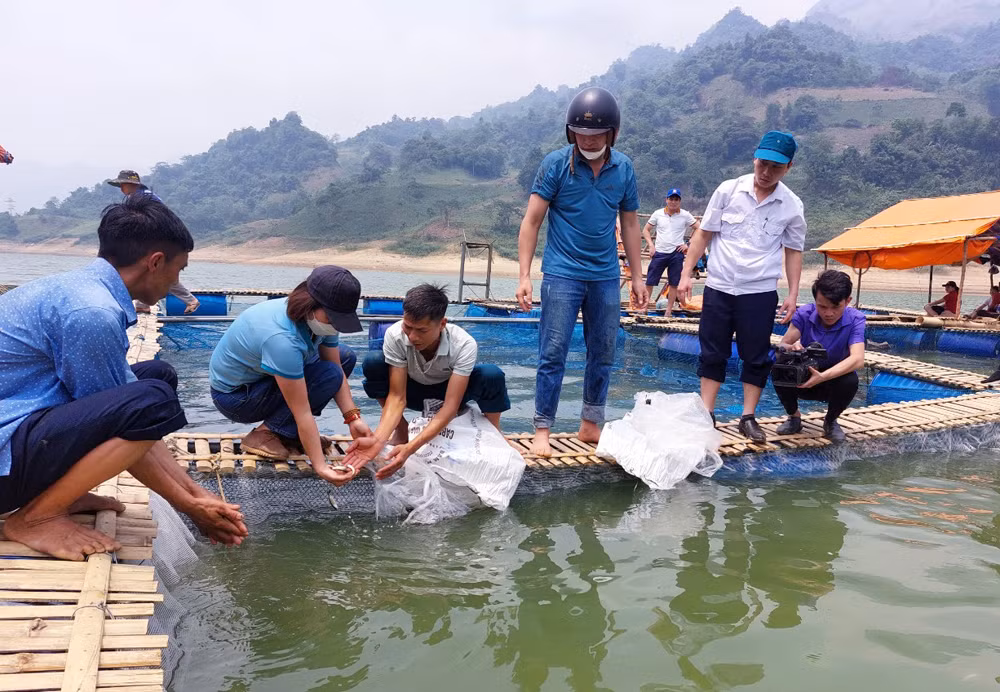 Hợp tác xã nông, lâm nghiệp - thương mại - dịch vụ và dược liệu Nàn Sín triển khai mô hình nuôi cá lồng trên lòng hồ.