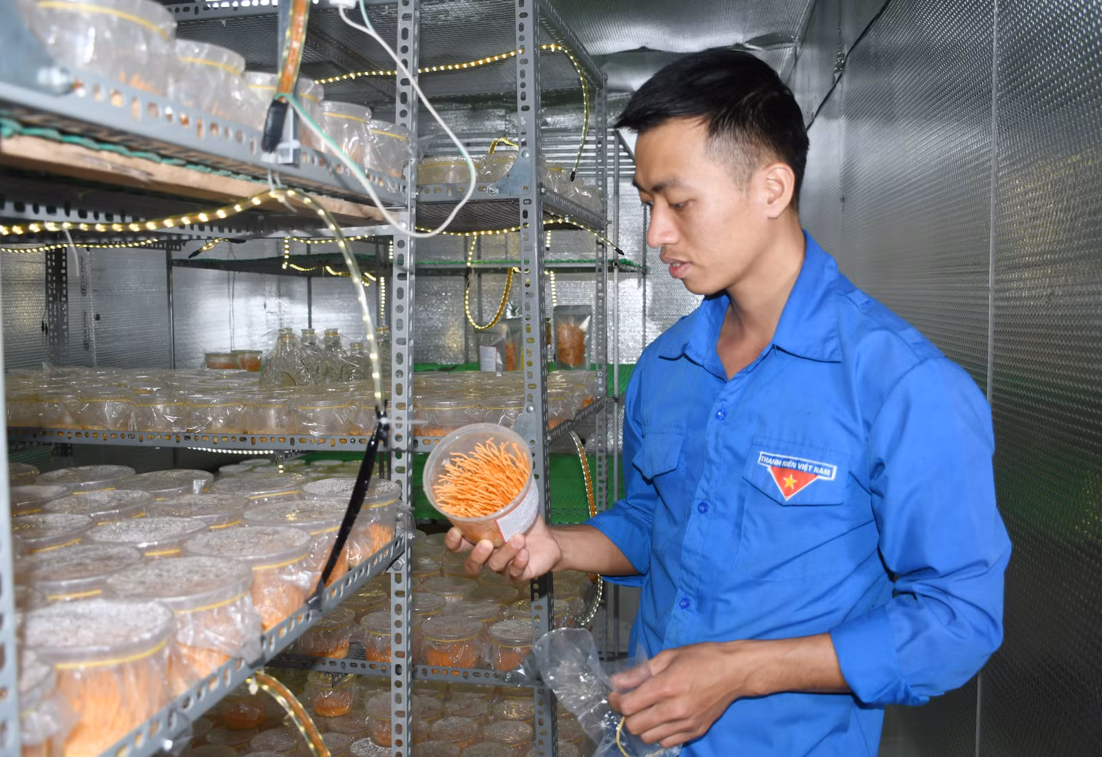 Mô hình nuôi cấy nấm đông trùng hạ thảo của anh Nguyễn Công Đoàn.