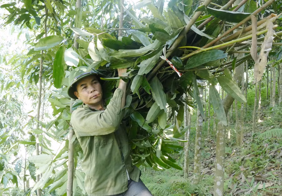 Nguồn thu từ quế giúp gia đình ông Đặng Văn Toàn trở thành hộ khá trong thôn.