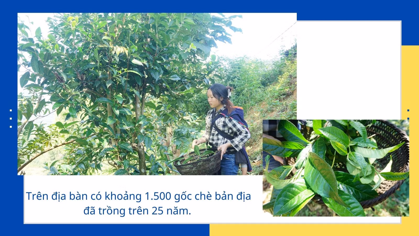 Mùa no ấm trên núi cao ảnh 9