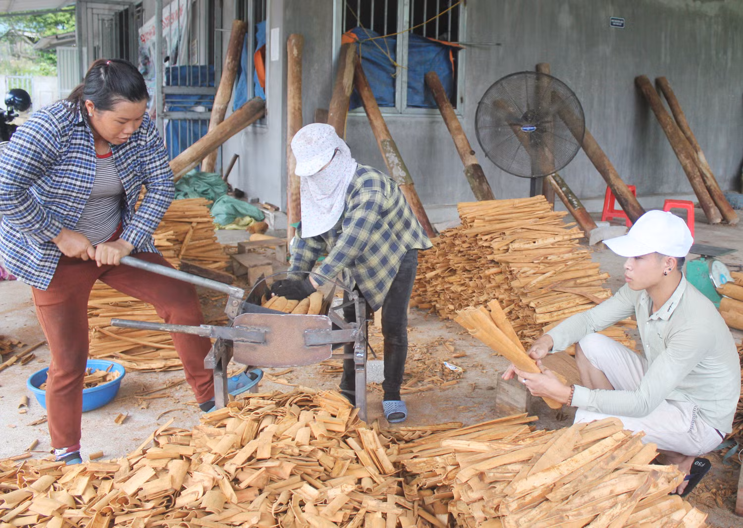 Sản phẩm quế hữu cơ đã đủ tiêu chuẩn quốc tế để xuất khẩu.