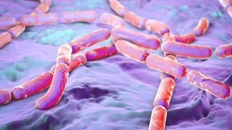Vi khuẩn Bacillus cereus. (Ảnh minh họa)