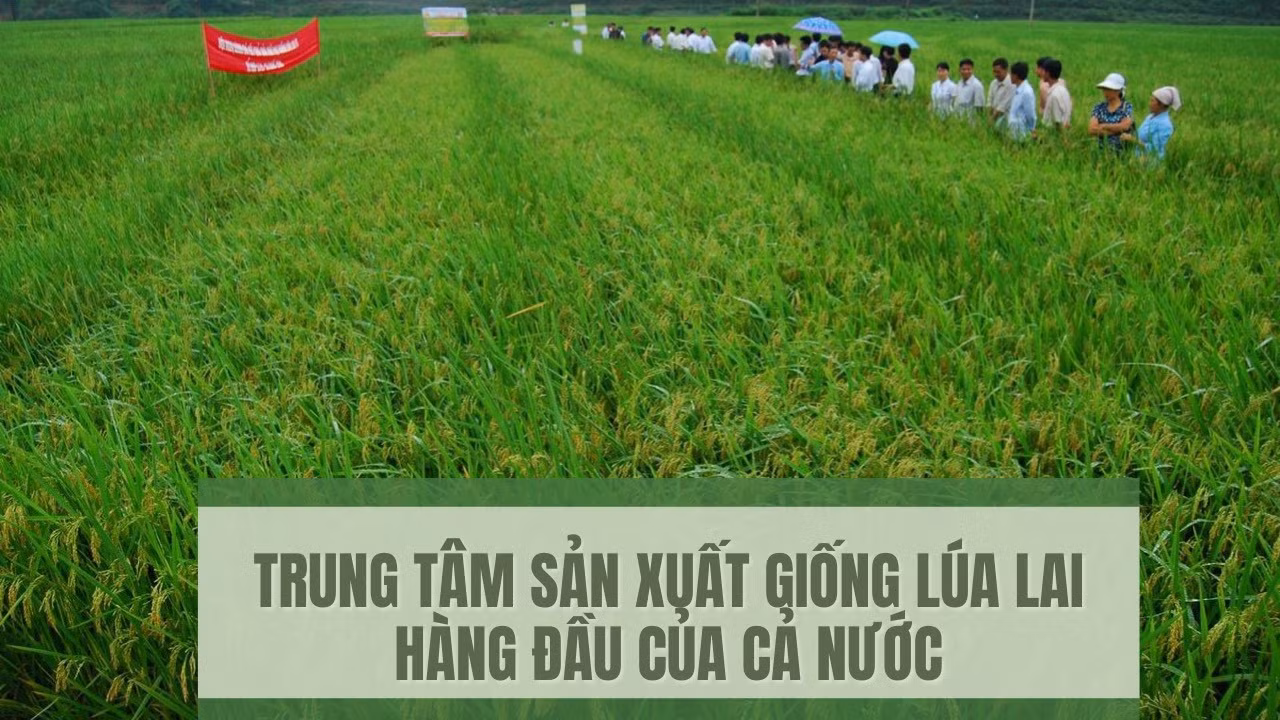 Trung tâm sản xuất giống lúa lai hàng đầu của cả nước ảnh 1
