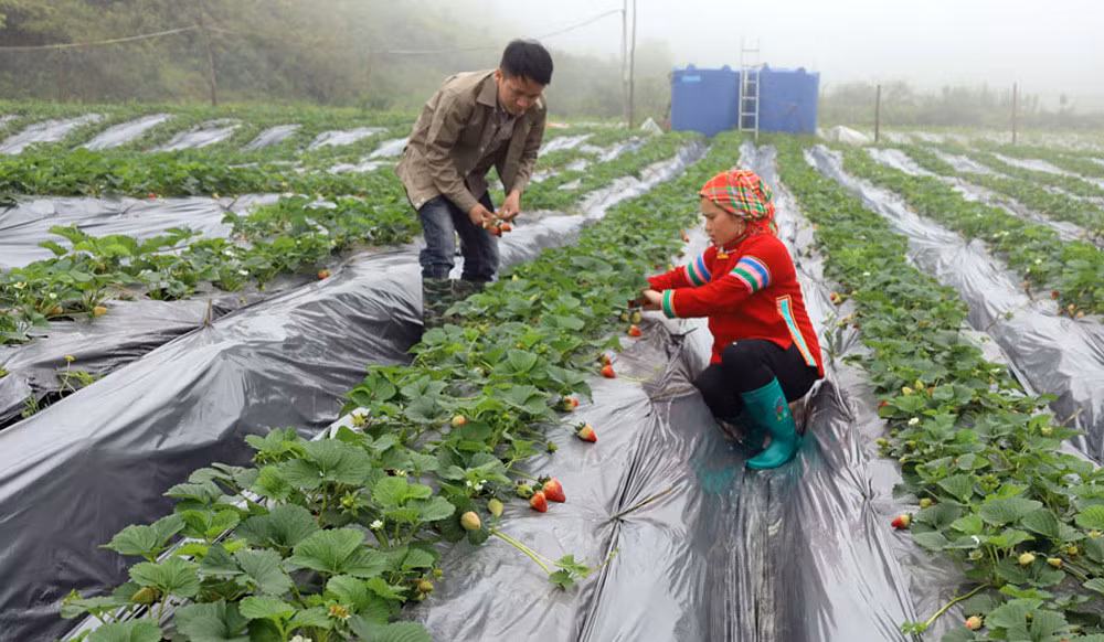 Mô hình trồng dâu tây tại xã Lùng Phình bước đầu đem lại thu nhập cao cho người dân.