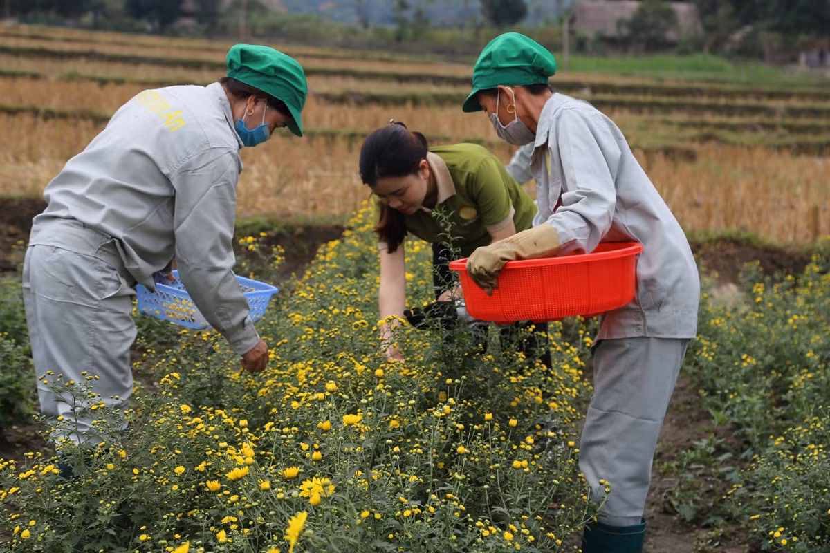 Công nhân HTX thu hái hoa để làm trà thảo mộc.