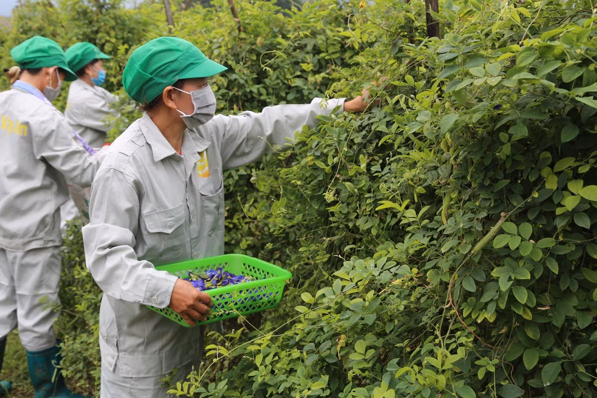Khởi nghiệp từ trà thảo mộc ảnh 2