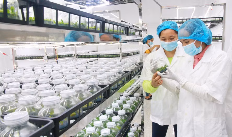 Năm 2022, ngành Nông nghiệp Hà Nội sẽ ban hành các chính sách để thu hút đầu tư vào lĩnh vực nông nghiệp ứng dụng công nghệ cao. Trong ảnh: Ứng dụng công nghệ cao vào sản xuất tại Công ty cổ phần Đầu tư phát triển nông nghiệp công nghệ cao Toàn Cầu (xã Phương Đình, huyện Đan Phượng).