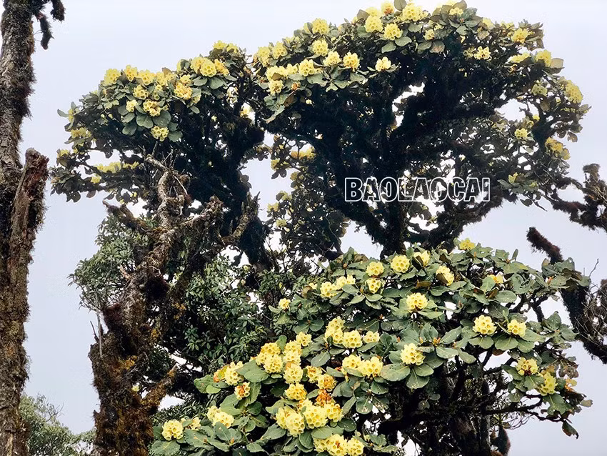 Chiêm ngưỡng vẻ đẹp “đệ nhất hoa" của núi rừng Ky Quan San ảnh 6
