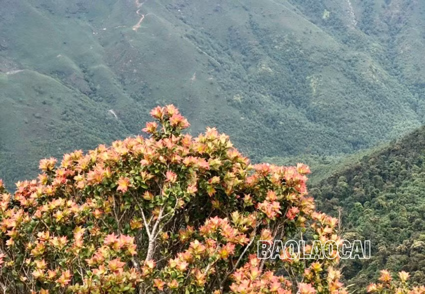 Chiêm ngưỡng vẻ đẹp “đệ nhất hoa" của núi rừng Ky Quan San ảnh 8