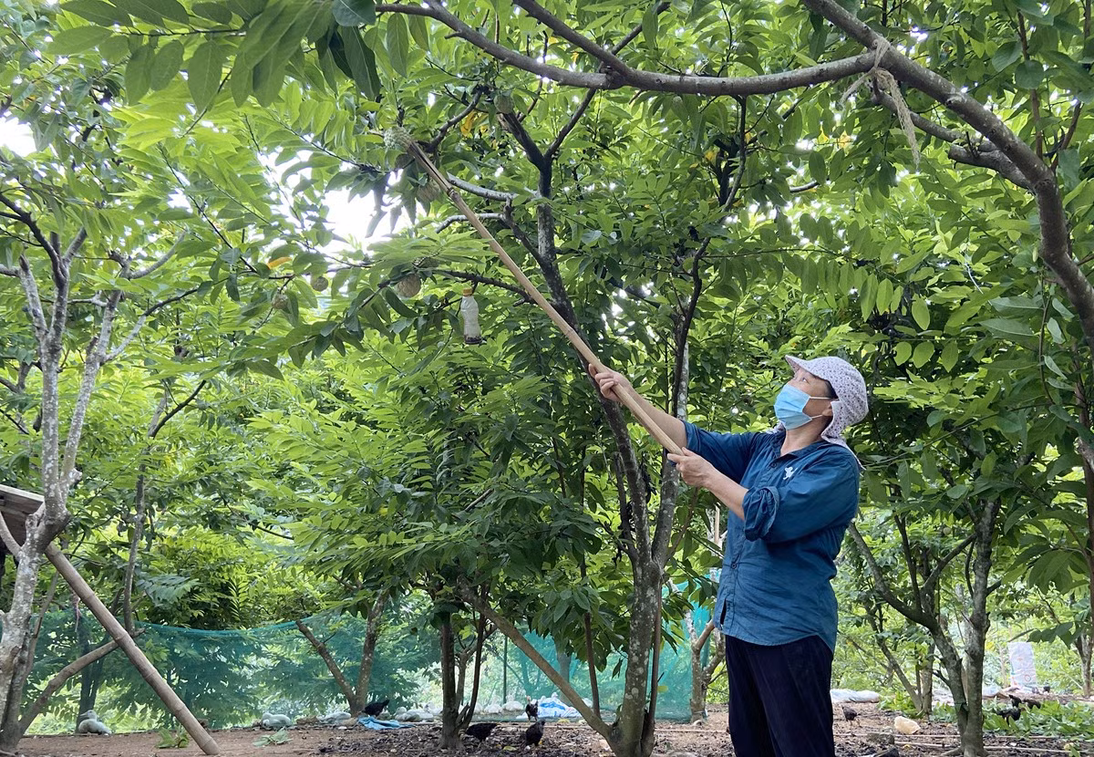 Phía sau mùa quả chín ảnh 1