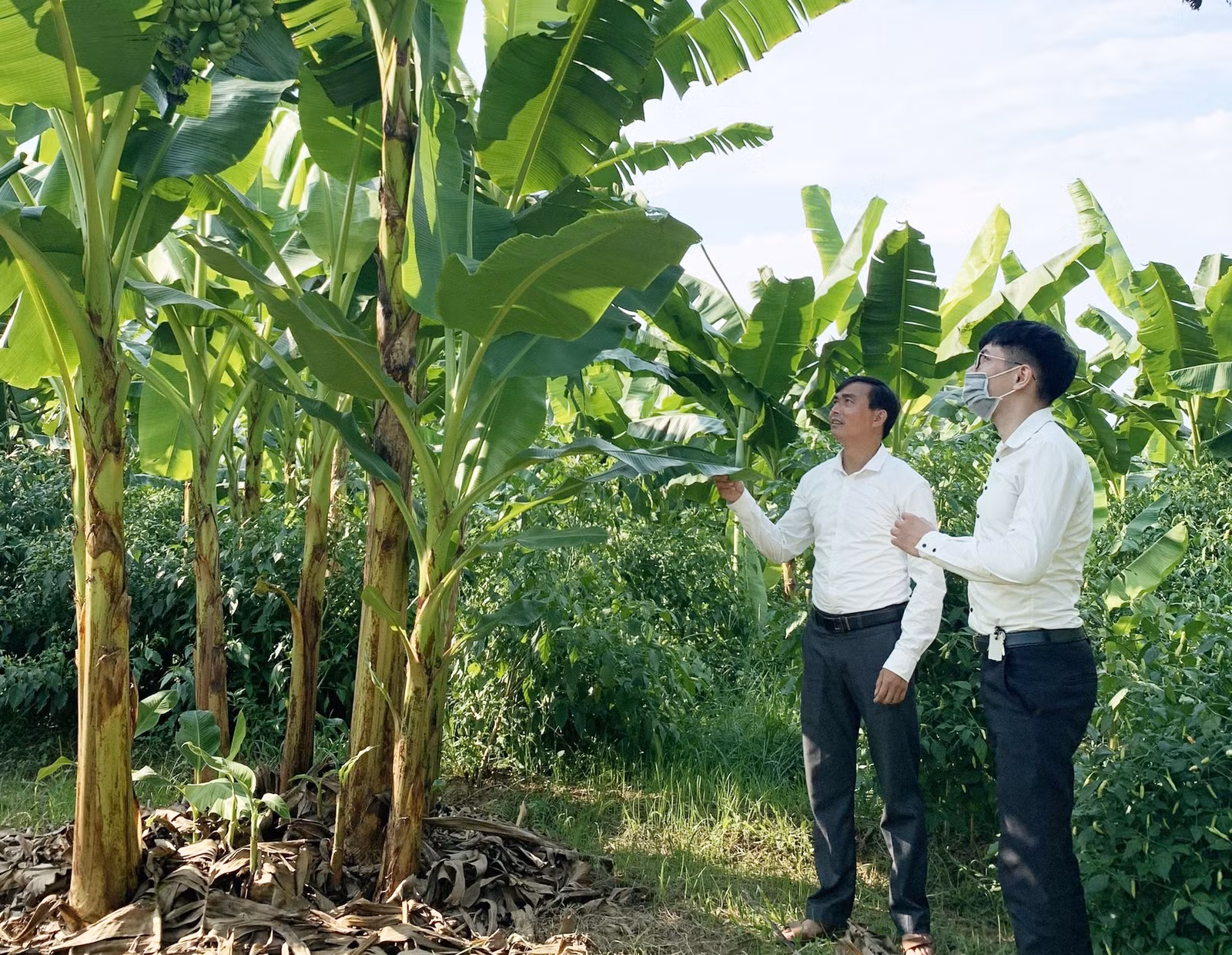 Xã Sơn Hải phát triển trồng chuối ngự để tăng thu nhập cho người dân.
