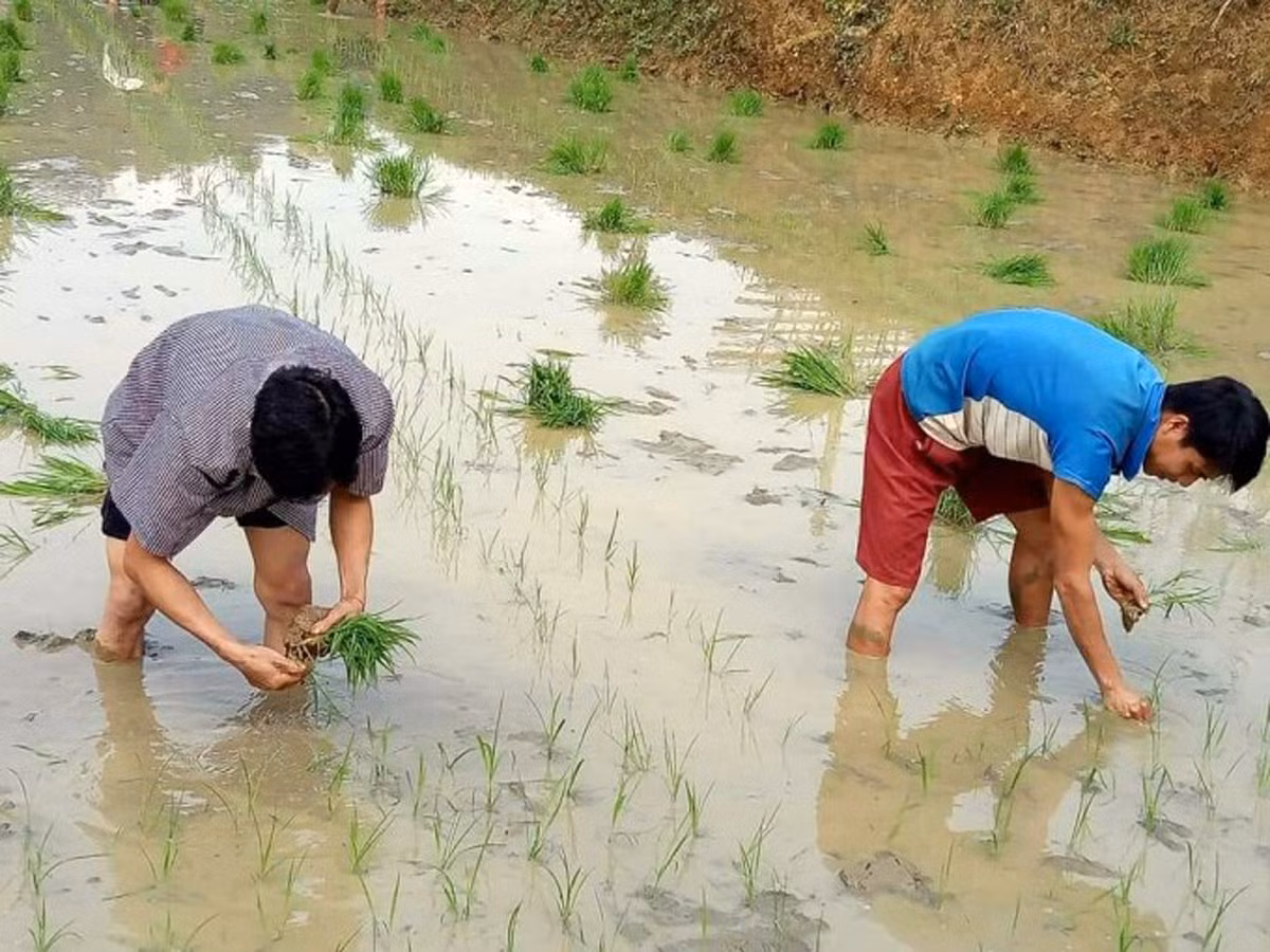 Không sử dụng giống lúa cũ để sản xuất vụ mùa ảnh 1