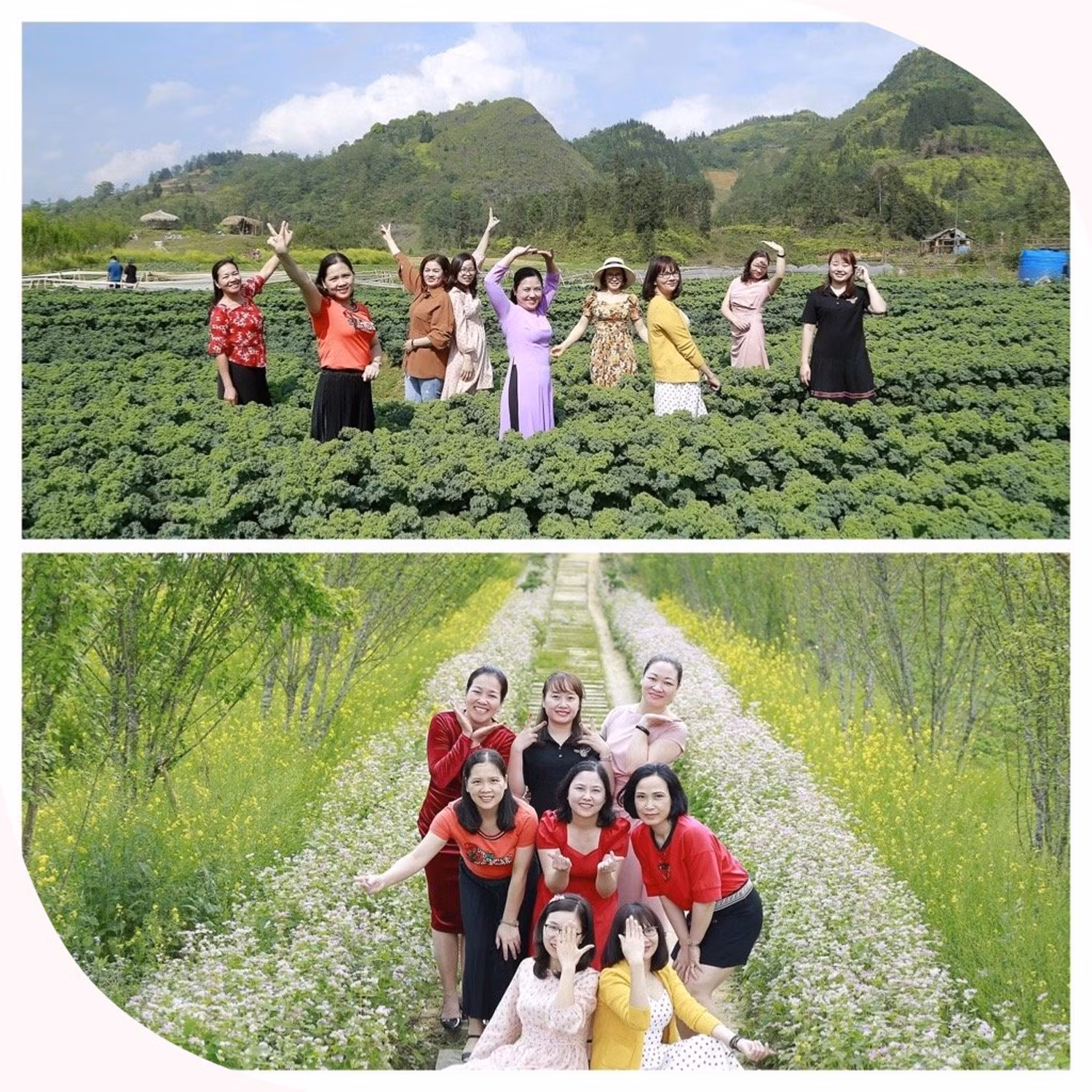 Kale Farm trở thành điểm "check-in" thu hút du khách.
