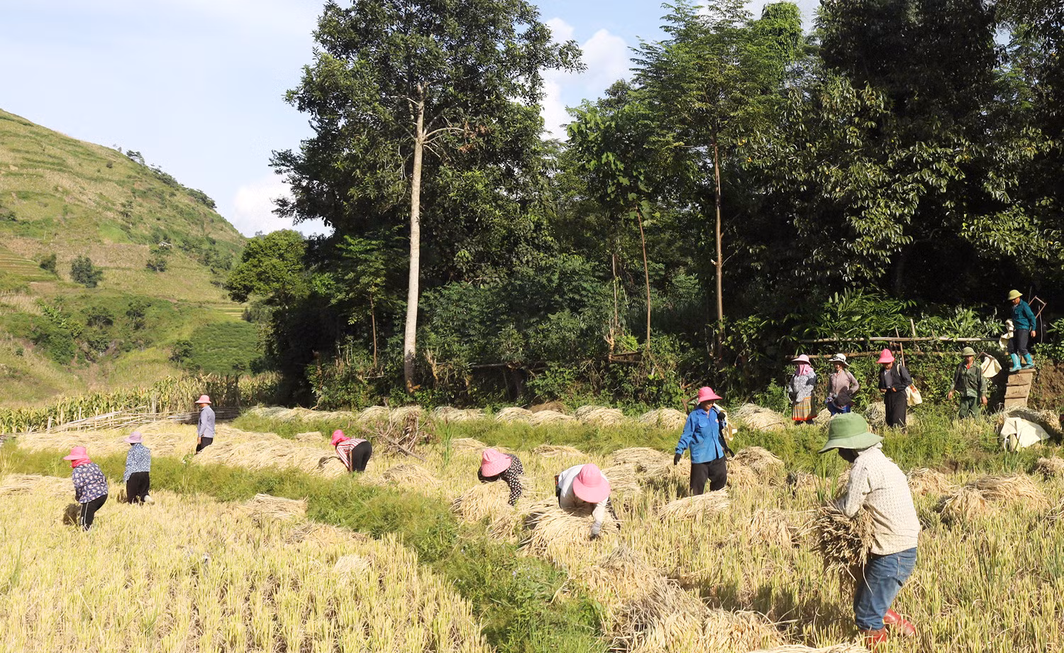 Người dân vùng cao thu hoạch lúa.