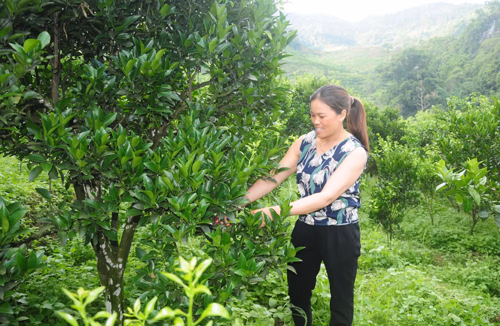 Chị Sen chăm sóc vườn quýt.