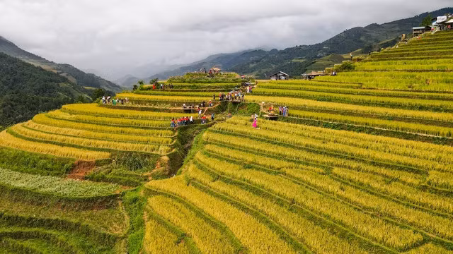 Bức tranh mùa vàng đẹp ngỡ ngàng của đồi mâm xôi ở Yên Bái - Ảnh 4.