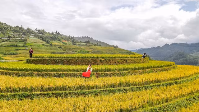 Bức tranh mùa vàng đẹp ngỡ ngàng của đồi mâm xôi ở Yên Bái - Ảnh 5.