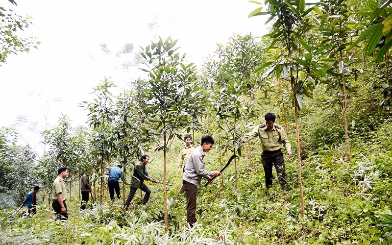 Người dân xã Bảo Hà, huyện Bảo Yên (Lào Cai) chuyển đổi từ trồng sắn sang quế, vừa phủ xanh đồi núi, vừa đem lại hiệu quả kinh tế cao, bền vững. (Ảnh Quốc Hồng)