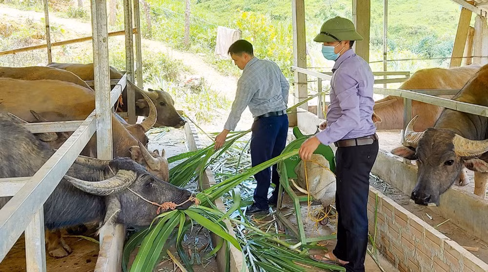 Lãnh đạo xã Nậm Chày thăm mô hình chăn nuôi gia súc của người dân.