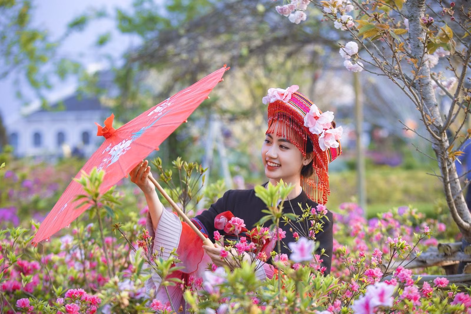 Thung lũng hoa Fansipan với đỗ quyên, hoa hồng, hoa đào, rum… bung nở rực rỡ.