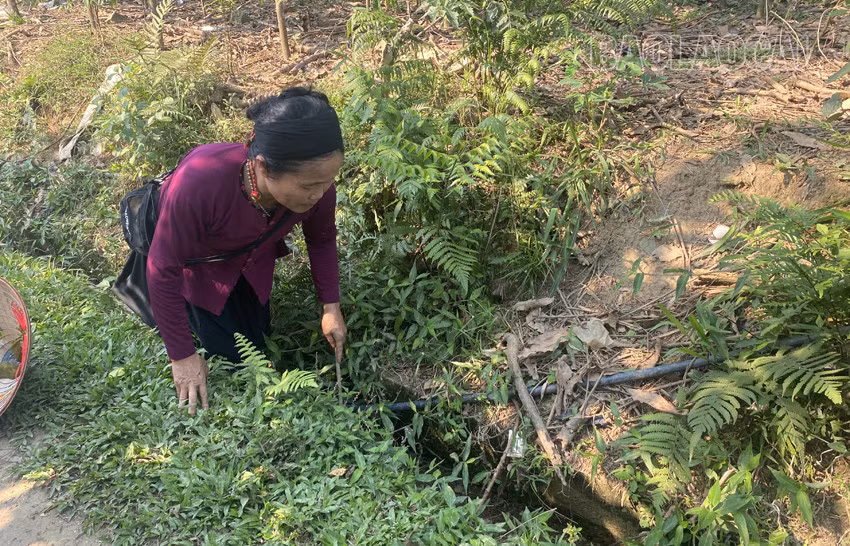 Bảo Yên: Hồ thủy lợi cạn khô, hơn 50 ha lúa nguy cơ mất mùa ảnh 5