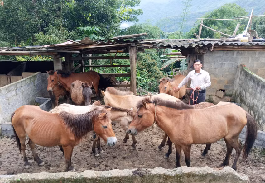Đàn ngựa của gia đình ông Chảo Chìu Lùng sinh trưởng, phát triển tốt.