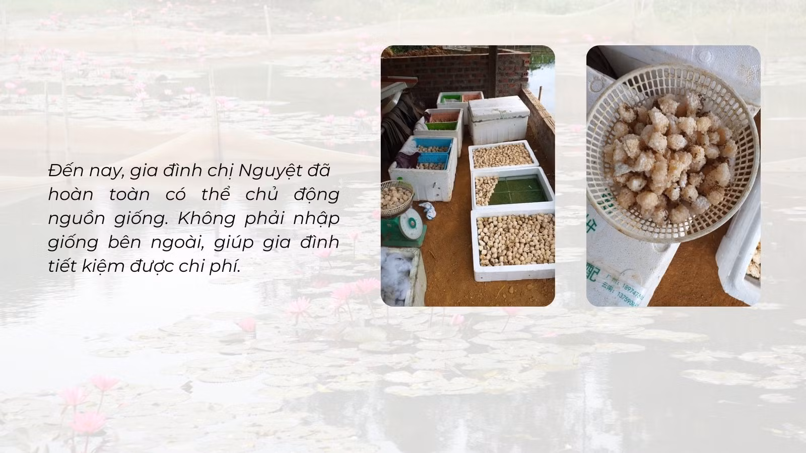 Nuôi ốc nhồi dưới tràn hoa súng ảnh 5