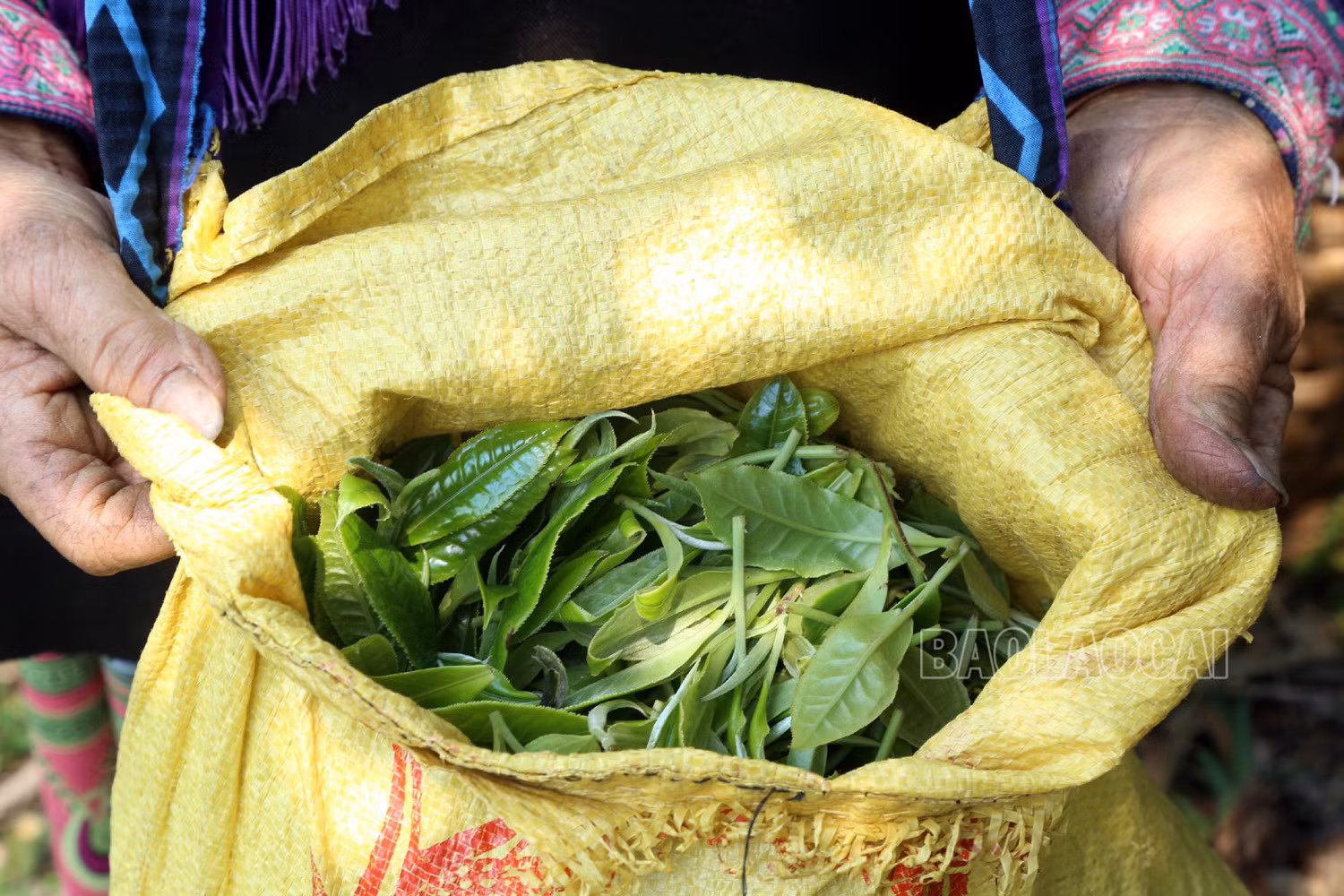 Gian nan nghề hái chè cổ thụ trên núi cao Tả Thàng ảnh 11