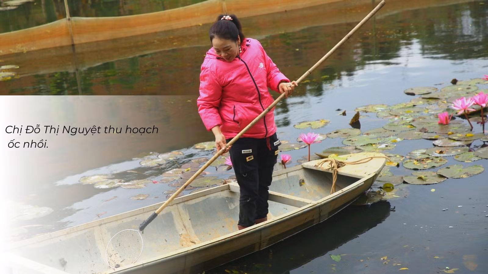 Nuôi ốc nhồi dưới tràn hoa súng ảnh 2