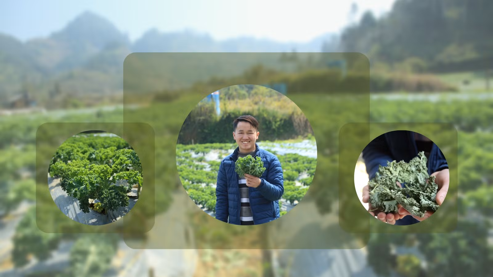 Anh Giàng Quáng Tiên đã chế biến thành công cải kale tươi bằng công nghệ sấy lạnh.