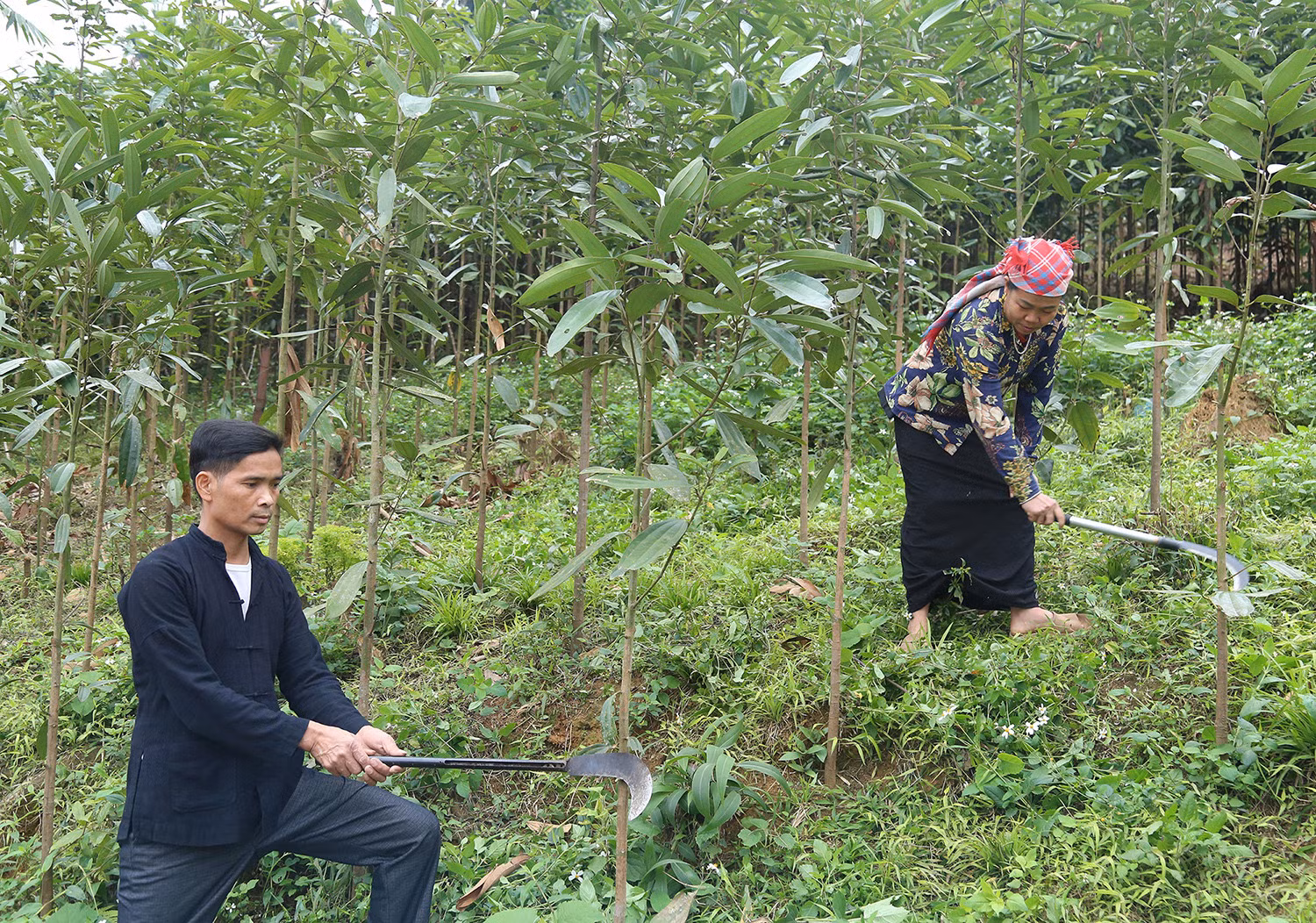 Nhiều công đoạn trong sản xuất nông - lâm nghiệp ở Văn Bàn vẫn được thực hiện thủ công.