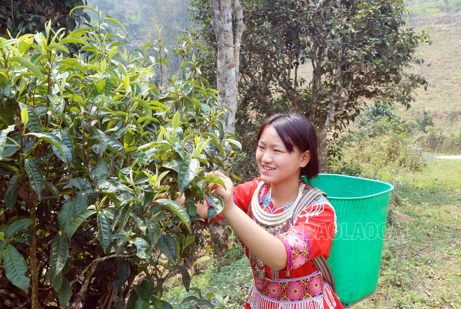 Gian nan nghề hái chè cổ thụ trên núi cao Tả Thàng ảnh 9