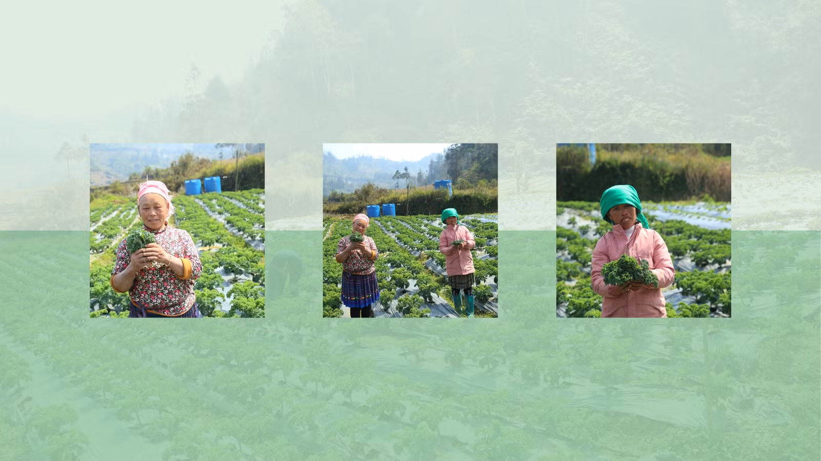 Những mô hình sản xuất nông nghiệp không chỉ đem lại hiệu quả kinh tế mà còn góp phần giải quyết việc làm cho lao động địa phương.