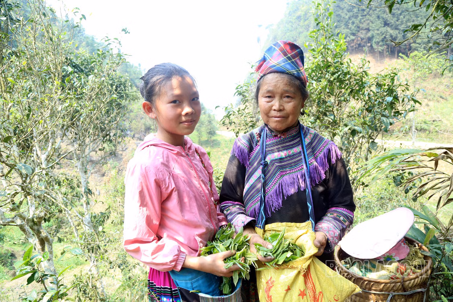 Gian nan nghề hái chè cổ thụ trên núi cao Tả Thàng ảnh 10