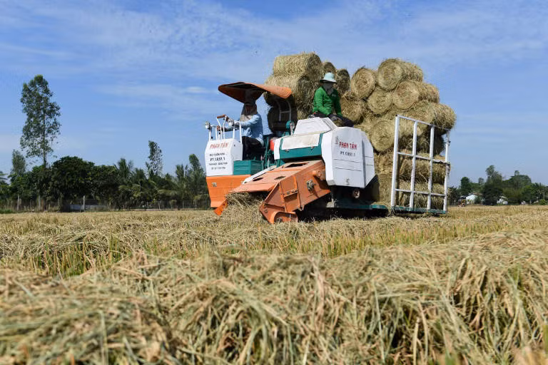 Phương pháp xử lý rơm thân thiện môi trường ở Việt Nam lên truyền thông quốc tế ảnh 1