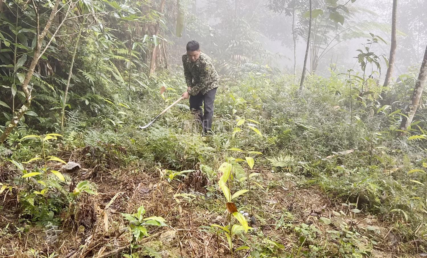 Người dân chăm sóc cây quế.