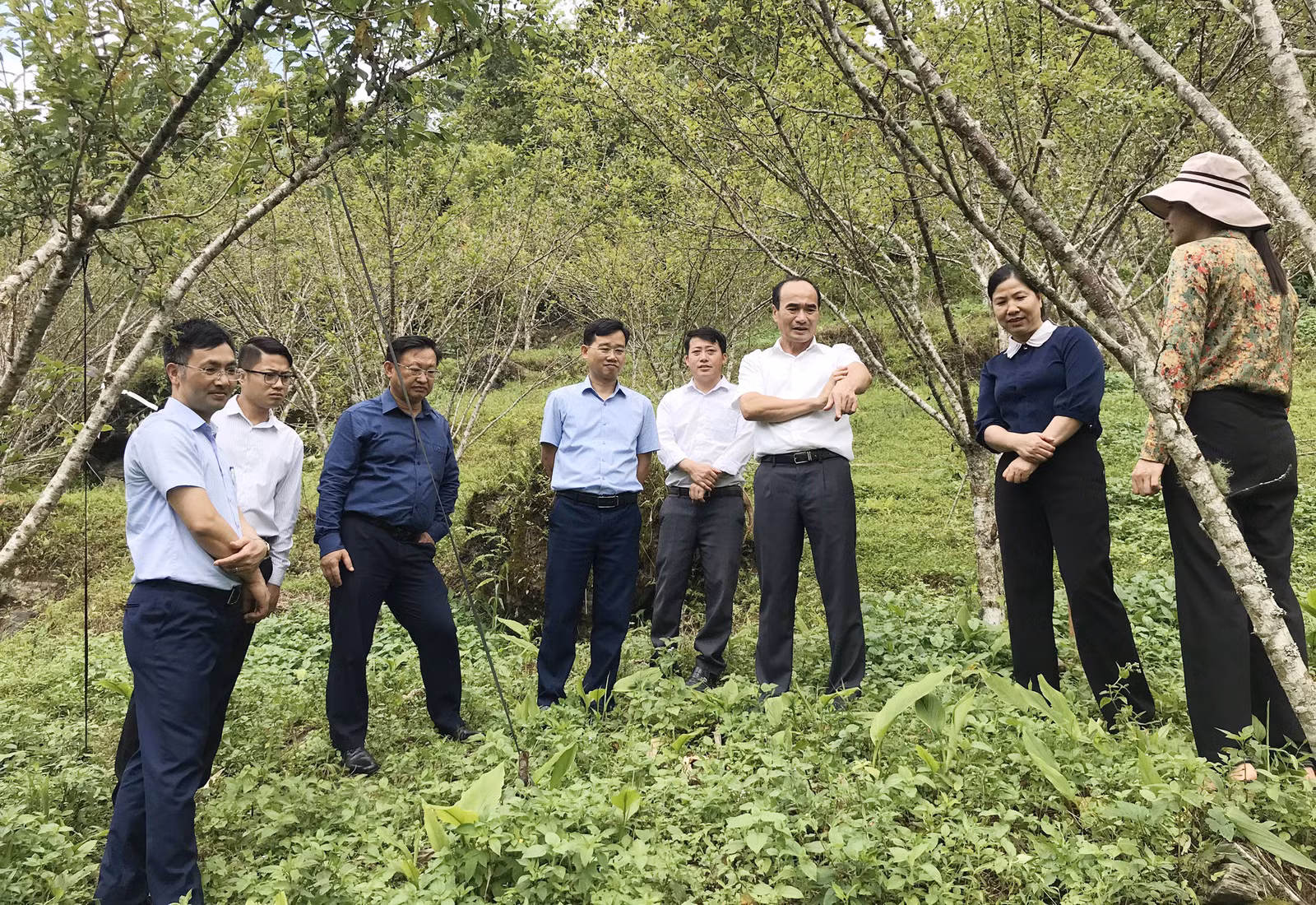 Đồng chí Vũ Xuân Cường, Phó Bí thư Thường trực Tỉnh ủy kiểm tra mô hình phát triển cây ăn quả tại huyện Bắc Hà. Ảnh: Hoàng Quyền- Văn phòng Tỉnh ủy.