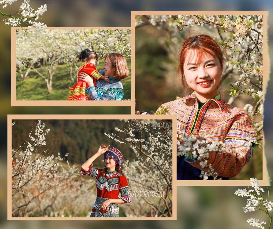 Bắc Hà mùa hoa mận nở tạo nên bức tranh phong cảnh thiên nhiên tuyệt đẹp. Ảnh: Dương Toản Hoa mận bên những nóc nhà của đồng bào người Mông. Trên cao nguyên Bắc Hà hoa mận nở nhiều ở thung lũng Tà Chải, Lầu Thí Ngài và trên vùng cao Bản Phố, Tả Van Chư… Thiếu nữ vùng cao du xuân mùa hoa mận nở. Sắc hoa tinh khôi phủ trắng núi rừng. Vẻ đẹp tinh khôi của hoa mận thu hút hàng nghìn lượt du khách đến chiêm ngưỡng.