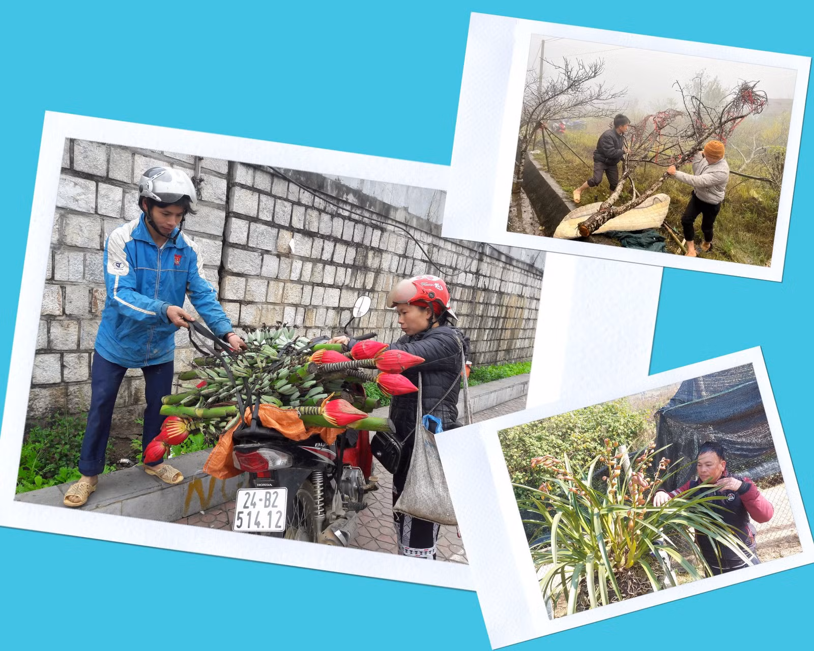 Đồng bào vùng cao đưa hoa đào, hoa lan, hoa chuối rừng xuống phố bán cho khách chơi tết.