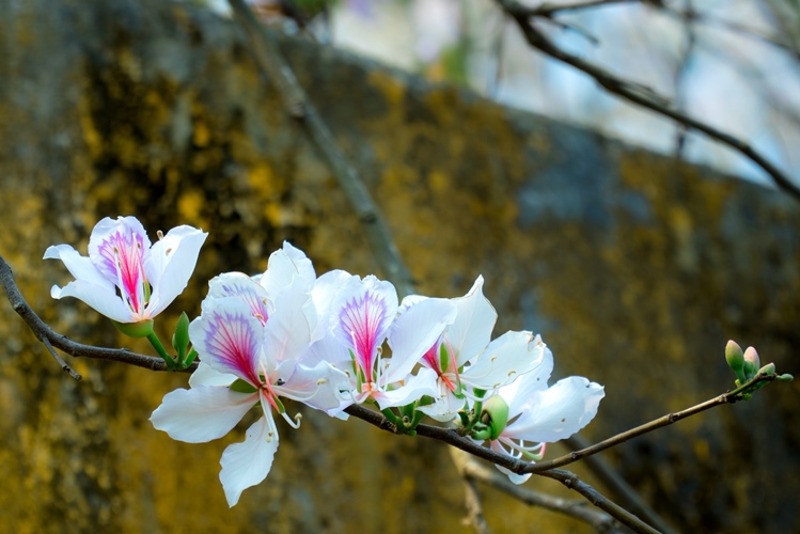 Tỉnh Điện Biên điều chỉnh thời gian khai mạc Lễ hội Hoa Ban 2023 ảnh 2 tinh dien bien dieu chinh thoi gian khai mac le hoi hoa ban 2023 hinh 2