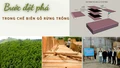 Bước đột phá trong chế biến gỗ rừng trồng