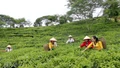 Lào Cai: Nông nghiệp tăng trưởng 4,76%/năm trong 5 năm