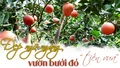 Đẹp ngỡ ngàng vườn bưởi đỏ “tiến vua”