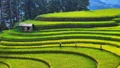 Mùa lúa xanh ở Mù Cang Chải
