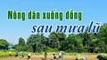 Nông dân xuống đồng sau mưa lũ