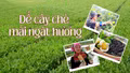 Để cây chè mãi ngát hương