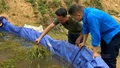 Cá lúa cộng sinh, nhân đôi giá trị